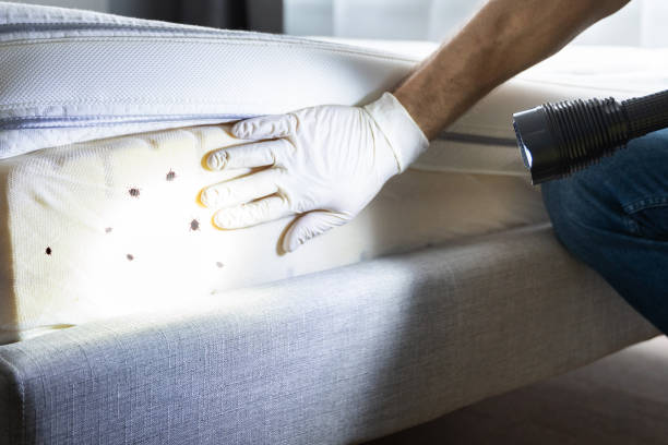 Best Pest Control Near Me  in Madison Park, NJ