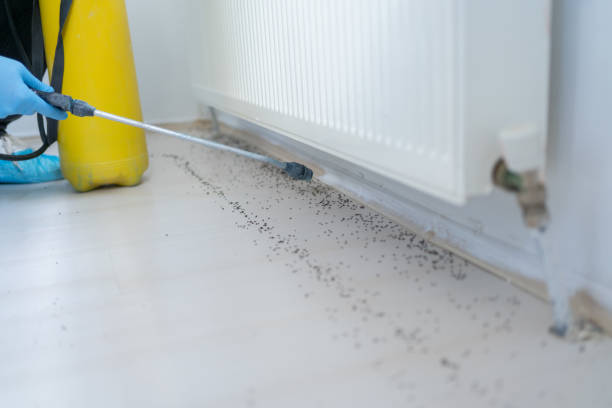 Best Ant Control Services  in Madison Park, NJ