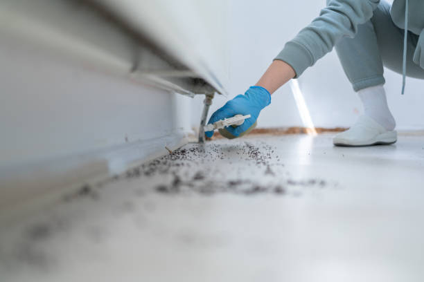 Best Affordable Pest Control Services  in Madison Park, NJ